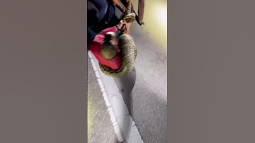 Record-breaking 19-foot-long Burmese python captured in Florida