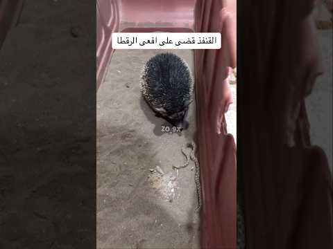 القنفذ اكل افعى الرقطاء فواز الجهني