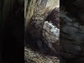 Tawny owl Luna takes two foster chicks under her wing