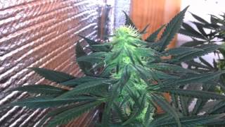 Afghan Kush, Critical Sensi Star + Pro-Grow 550 LED grow light, Ep. 8