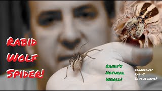 Rabid Wolf Spider Rabid Wolf Spider