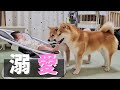 赤ちゃん妹が可愛くて堪らない柴犬、惜しみない愛で接する