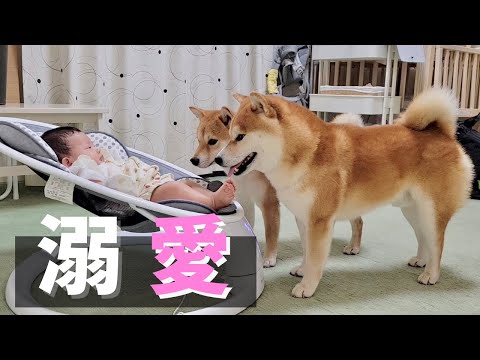 赤ちゃん妹が可愛くて堪らない柴犬、惜しみない愛で接する