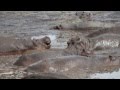 Katavi National Park Tansania Hippo Makes Stress