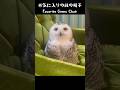 #364 Snowy Owl occupying a chair 居座るシロフクロウ【Minty the Snowy Owl】 #シロフクロウ #snowyowl #フクロウカフェ #owl