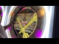 【直撮りmaimai】Amakage! CITRUS MONSTER 理論値AP！※最後声あり