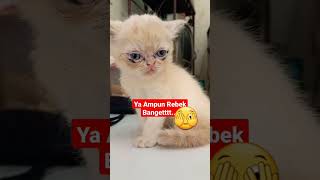 bocil bangun tidur rebek banget🫣 #funnyvideo #cute #animal #catfunny