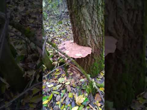 ГРИБНИК в ШОКЕ ОТ УВИДЕННОГО 🌲🌲🌲😮😮😮🍄🌲🍄🌲🍄