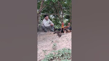 Hlau youtube pub qaib.cho gà ăn vui vẻ quá