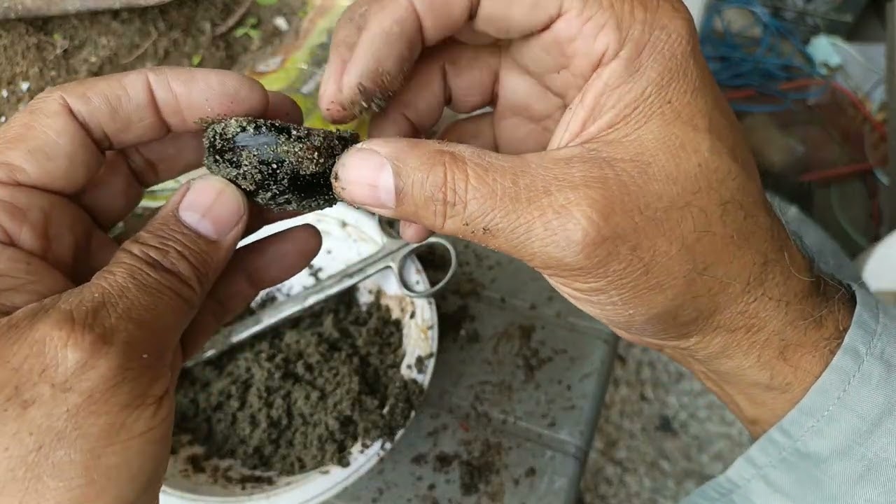 chesnuts update after 50 days