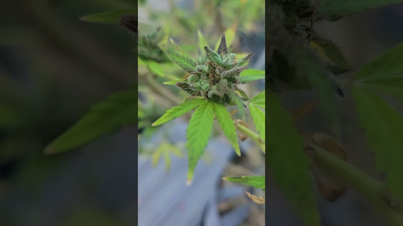 GOD'S GIFT just before Harvest