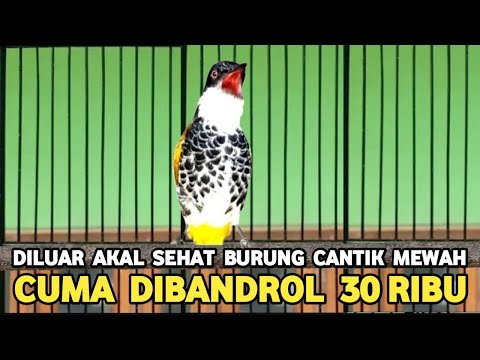 sniper gacor variasi sangat istimewa.