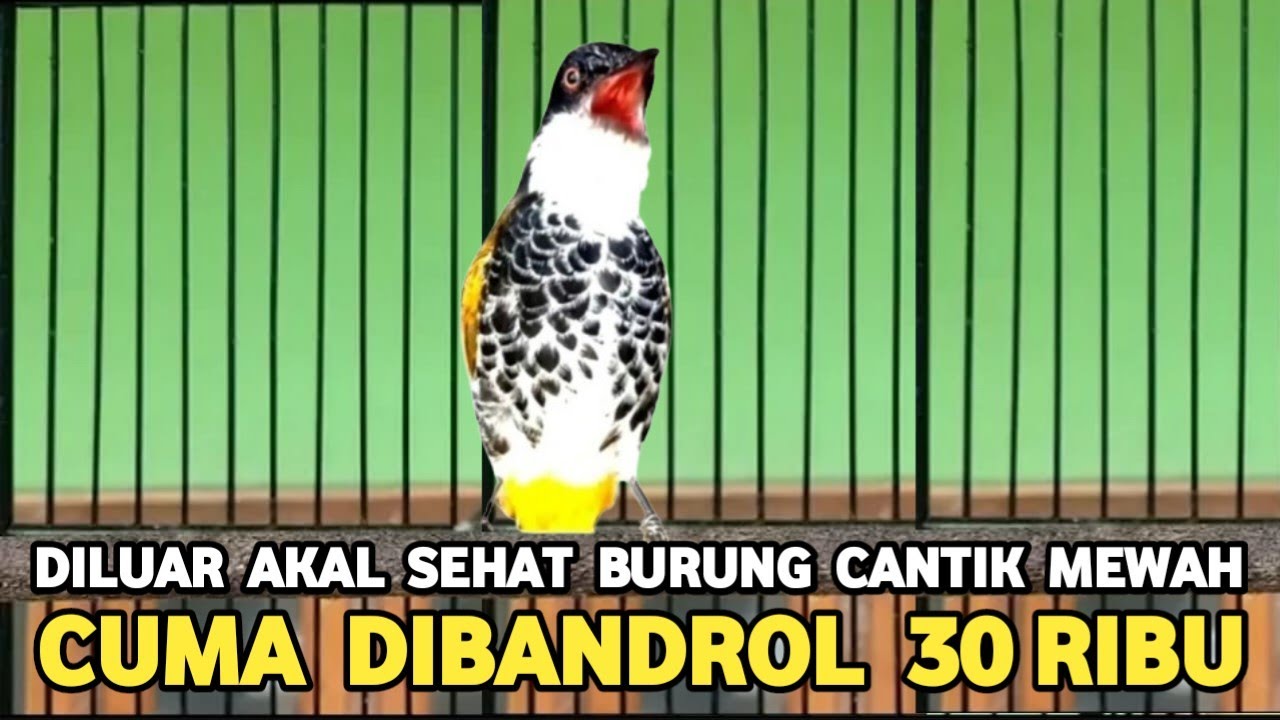 BURUNG MEWAH HARGA MURAH CUMA 30 RIBU CUCAK ROWO AJA GAK SECANTIK INI
