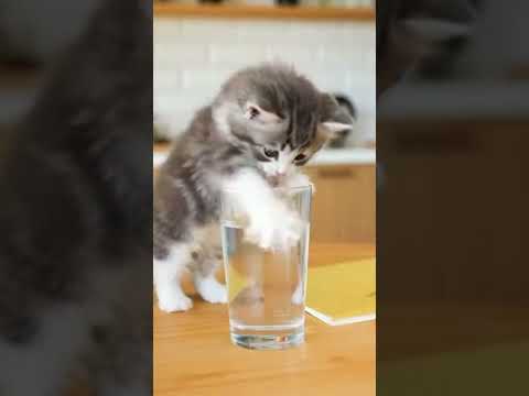 Kitten Chaos & Puppy Playtime: Pure Adorable Mayhem! 🐾 - #Shorts