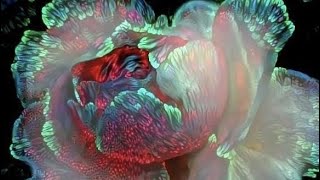 zammuto - it can feel so good (slowed)