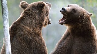 Stunning Footage Of Two Bears Duking It Out For Dominance