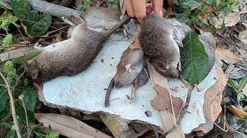 ĐỘI BẮT CHUỘT KHÔNG CHUYÊN VÀ CÁI KẾT KHÔNG NGỜ - THEO MÁY CẮT BẮT CHUỘT