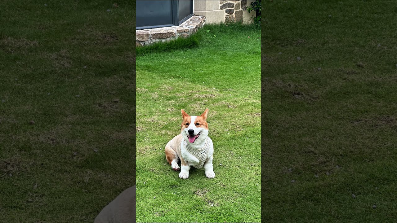 Turn Heads with Every Tail Wag! 🐶💫