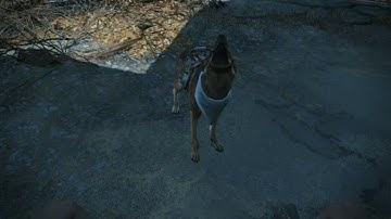 Fallout 4 All Dogmeat