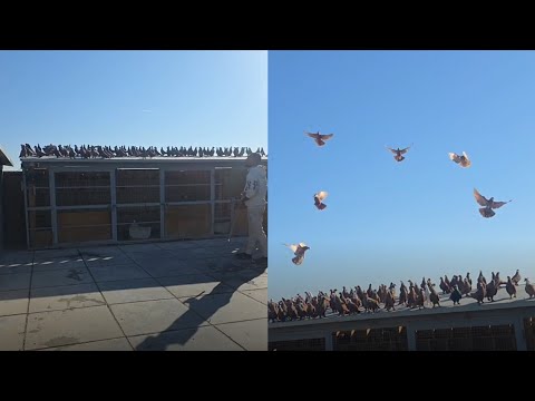 شوفو عدي شكد ويا وشكد صاد