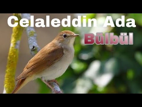 Celaleddin Ada  _ Bülbül