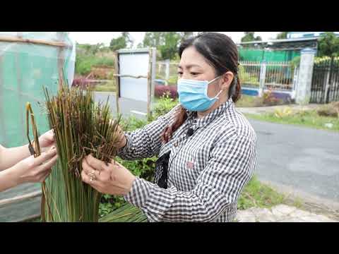 Video Cỏ Năn Tượng giúp nông dân cải thiện thu nhập, cải tạo môi trường nước trong vuông tôm. - youtube