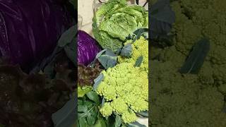 Капуста: урожай з мого огороду  #капуста #огород #сортикапусти