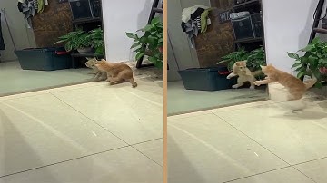 Cute Ginger Cat Scared of Mirror Reflection