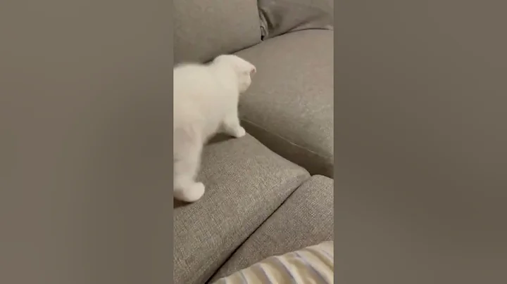 Watch the video about #shorts #cat 🐾#cute😻#cool😎 #cattok #tiktok #catshorts 🐈 #catlover💕#catlove #meows_luv #meow #funny 😹