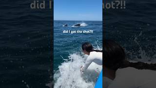 I GOT THE MOST INCREDIBLE SHOT OF A HUGE POD OF FALSE KILLER WHALES 🖤🖤🖤🥹🥹 #shorts #whale