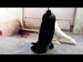 Siraji pigeon fighter & black fancy pigeon