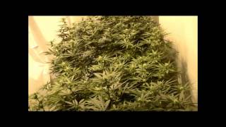 Round 3 - Day 19 of Flower - Trellis Net Added