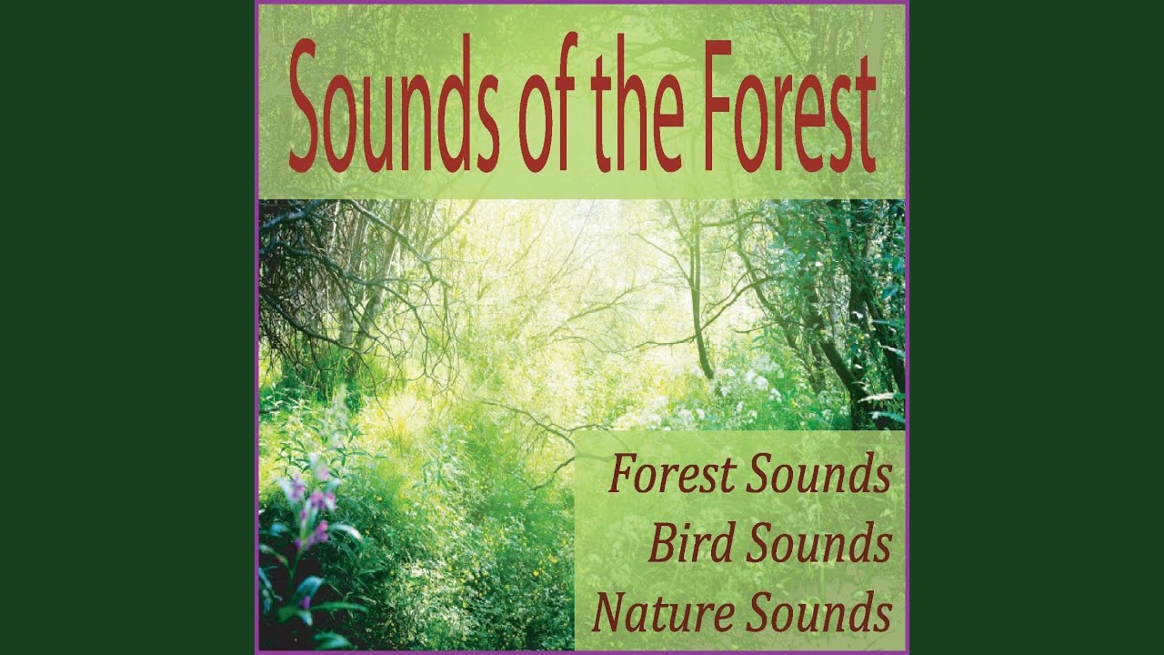 Morning Songbirds Morning Songbirds