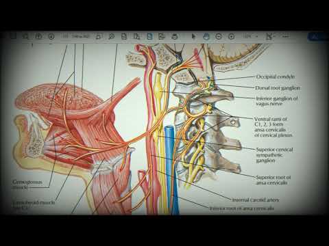 Анатомия с АВ. Языкоглоточный (glossopharyngeus, IX) и подъязычный нервы (hypoglossus, XII).