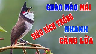 CHÀO MÀO MÁI KÍCH TRỐNG CĂNG LỬA  - CÁCH KÍCH LỬA CHÀO MÀO SỔ BỌNG HÓT CHÉ #chàomàohót