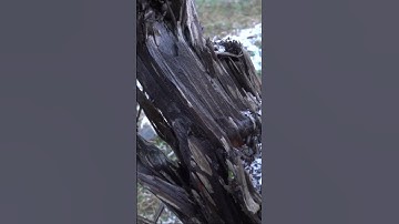 Wonders of Sasquatch Upside-Down Trees #sasquatch #bigfoot #cryptids  #nature