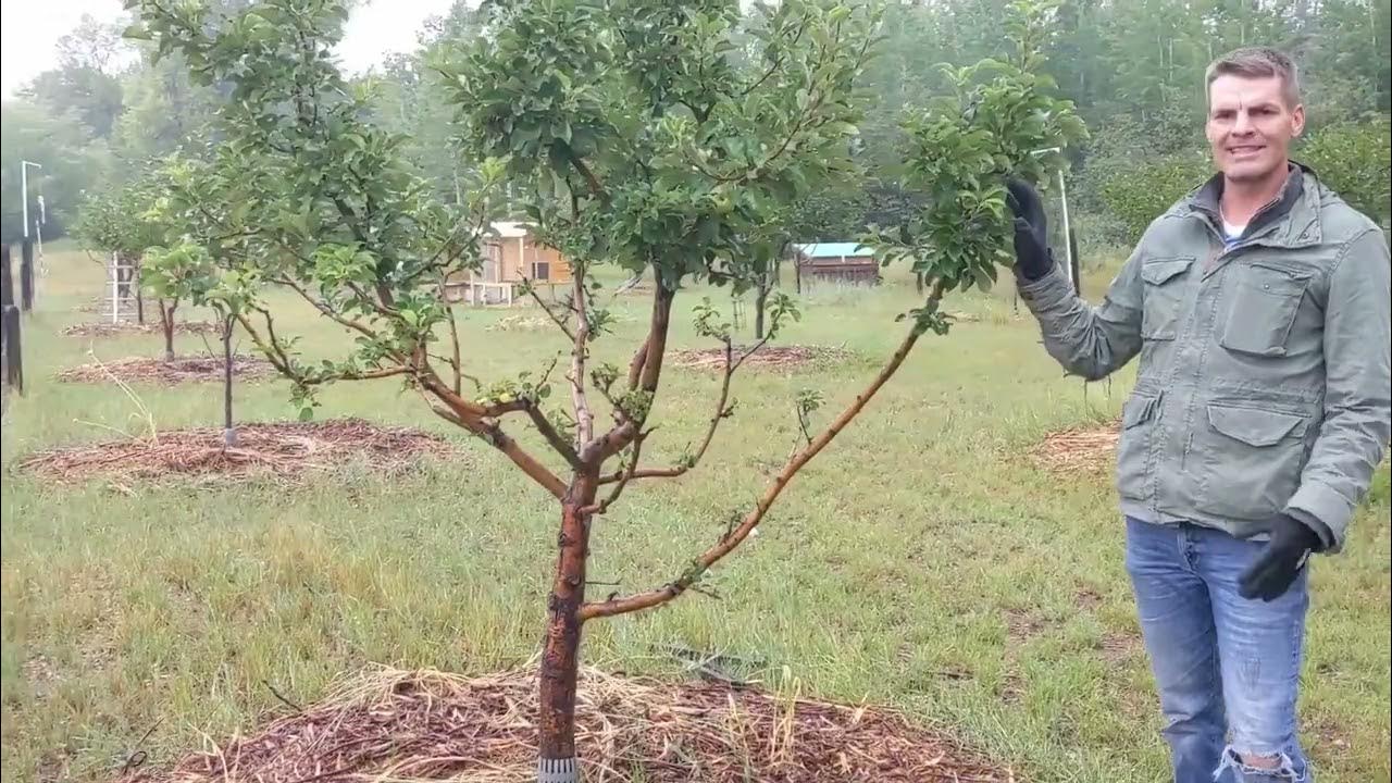 Protecting your fruit trees from deer youtube