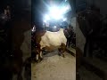 Beautiful bull  cow mandi mandi shorts herryvlogs10