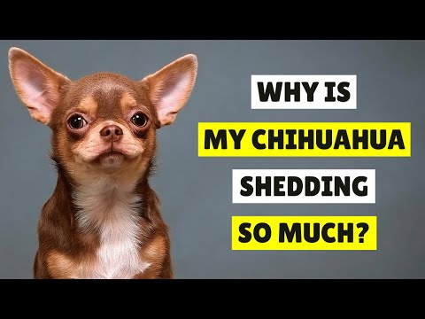 Video: Onko Chihuahuas Heavy Shedders?