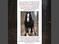 🐴The Horse Bred for Aura Farming!