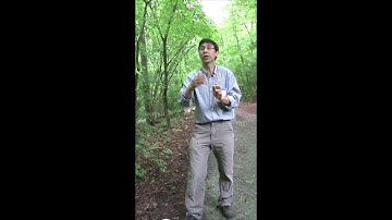 Caterpillars Count! visual survey instructions