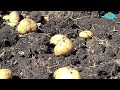 Низкий урожай картофеля в этом году. Ինչ գին արժե կարտոֆիլը այս տարի