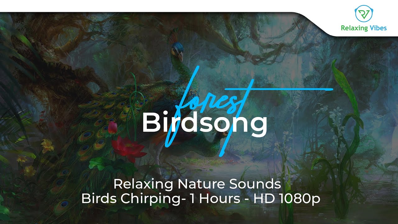 Forest Birdsong - Relaxing Nature Sounds - Birds Chirping- 1 Hours - HD ...