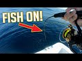 Catching MONSTER fish jigging & a fish I NEVER caught before | Homemade Fish Dip catch and cook