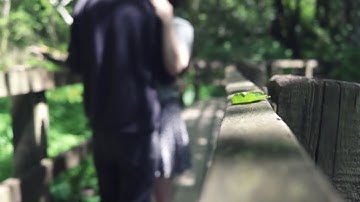 Thumbnail of Morning Light (OFFICIAL MUSIC VIDEO) by Cloud Crest