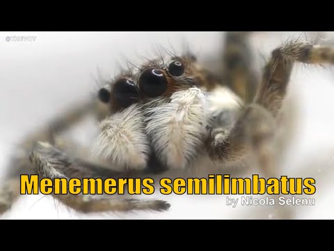 Salticidae Menemerus semilimbatus (Jumping Spider)