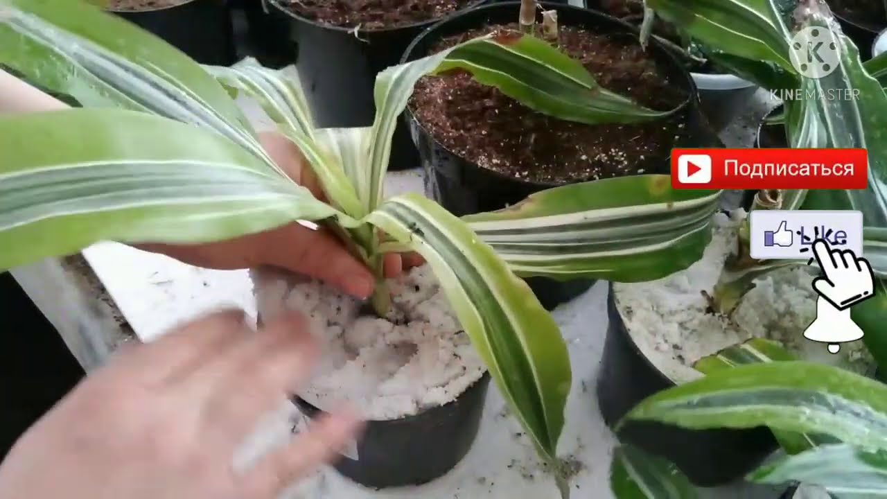 Драцена гулини ва хамма гулларни купайтириш мавсуми качон