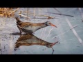 Ilgasnapė vištelė (Rallus aquaticus) Water Rail, Водяной постушок