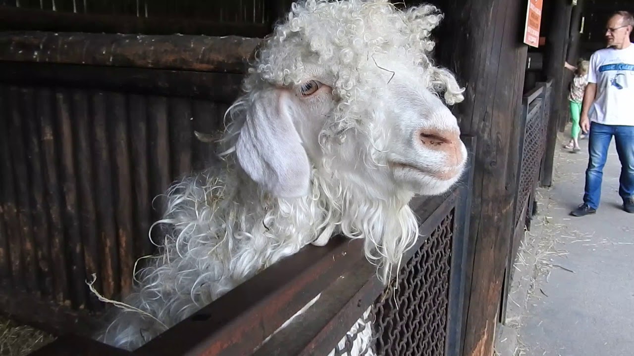 人懐っこいアンゴラヤギ Angora Goat 17 0909 Youtube