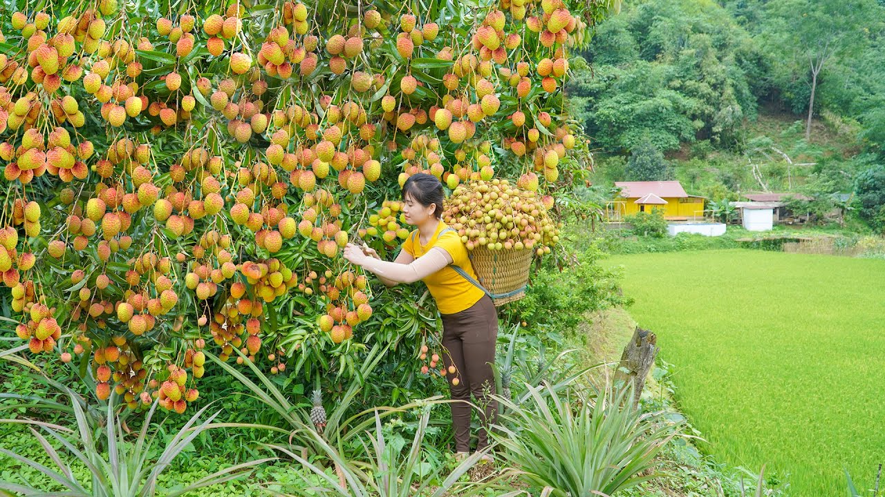 Harvesting Lots of Lychees On The Farm Goes To Countryside Market Sell - My Bushcraft / Nhất